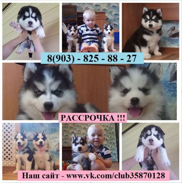 Щенки хаски