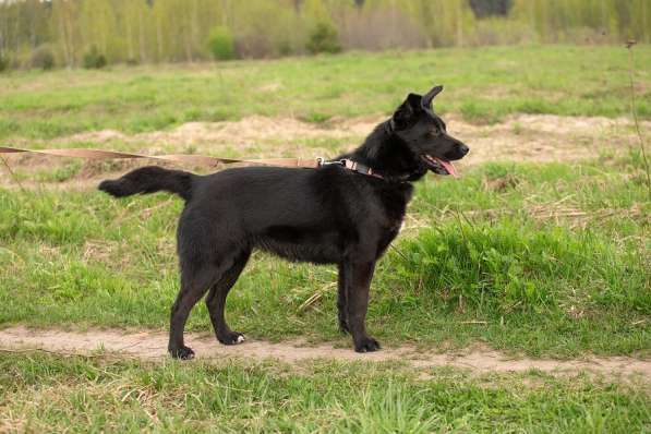 Небольшая, ласковая собака Лана ищет семью! Живая и настояща в Москве фото 4