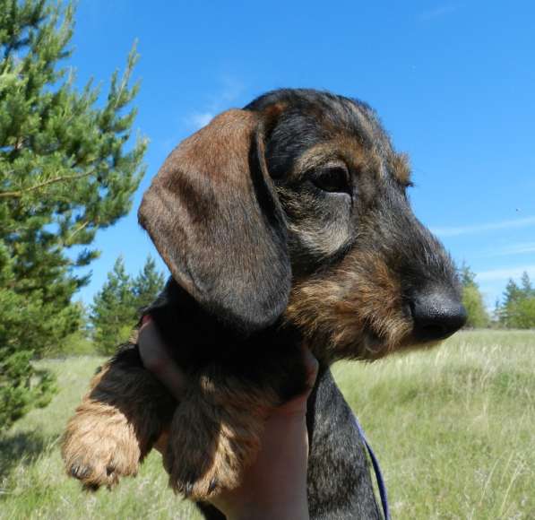 Жесткошерстная такса в Москве