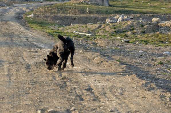 Кобель кане корсо в Симферополе фото 5