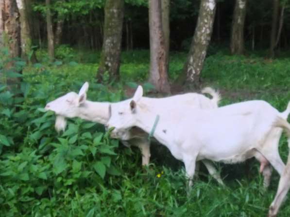 Чистопородные зааненские козлики в Голицыне фото 8