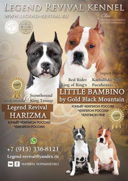 Элитные щенки Амстаффа от привозного кобеля в Москве фото 7