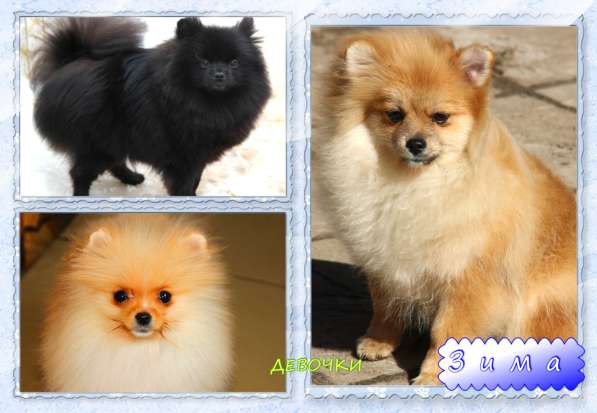 Щенки шпица в Раменское фото 38