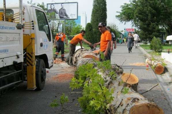 Профессиональная валка деревьев в Красногорске