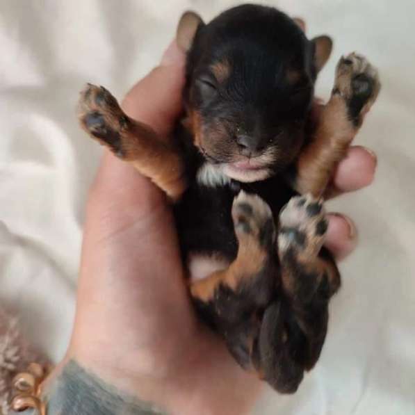 Villakoiran Pennut в фото 9