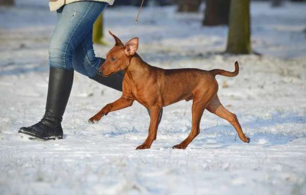 Щенки немецкого пинчера в фото 24