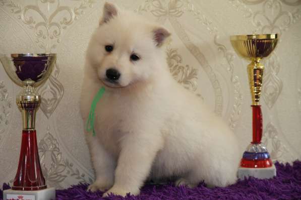 Щенки БШО в Москве фото 45