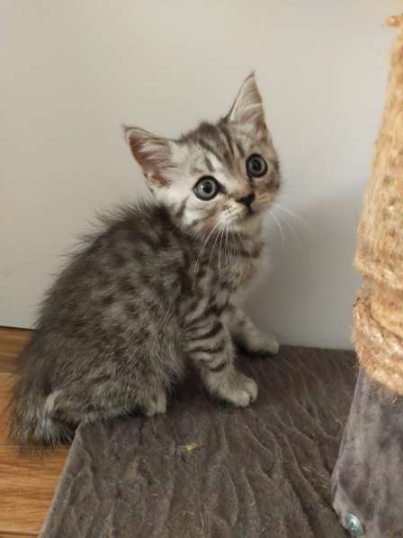 Шотландские котята в фото 19