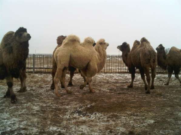 Верблюды двухгорбые, Бактариан Белый под заказ в Волгограде фото 11