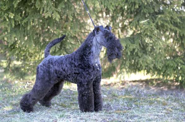 Щенки керри блю терьера в Москве фото 3