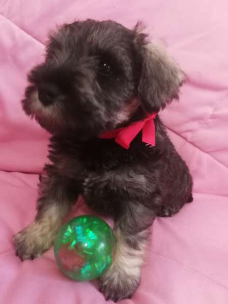 Очаровательные щенки цвергшнауцера в фото 6