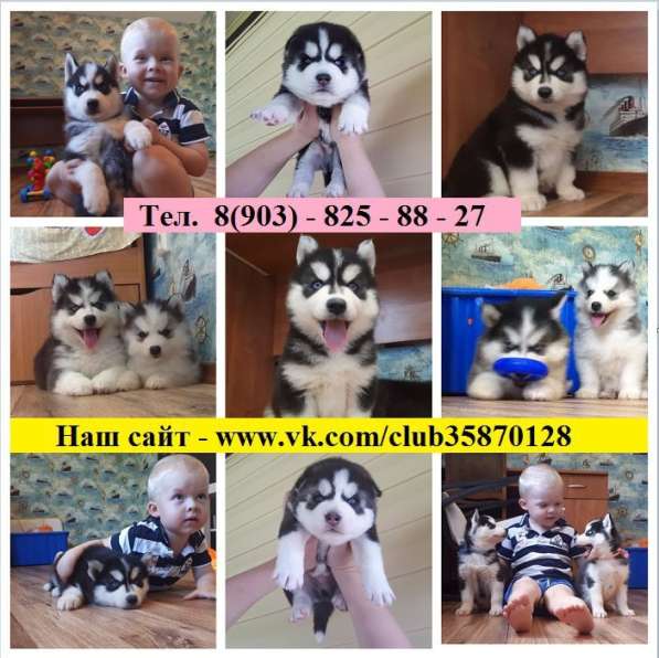 Щеночки сибирской Хаски !.Голубоглазые !!!!!! в Нерехте