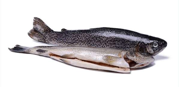 Живая рыба Форель, Осетр в Стерлитамаке