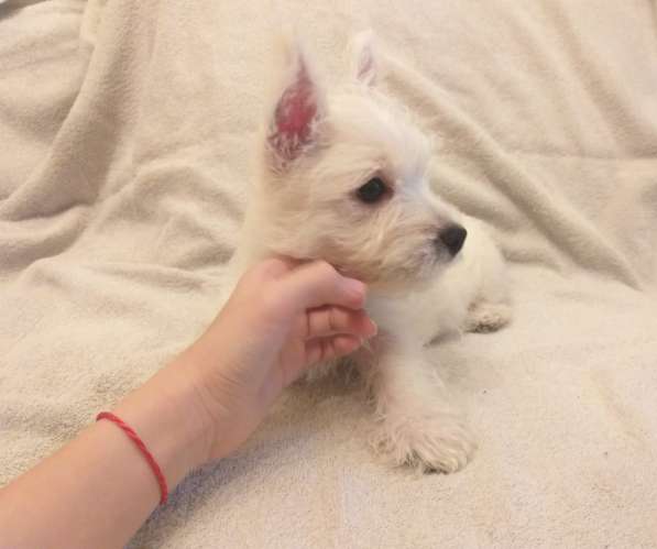 Щенки Вест-Хайленд-Уайт-Терьера в Москве фото 4