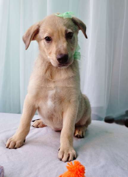 Великолепная Четверка в дар в Москве фото 45