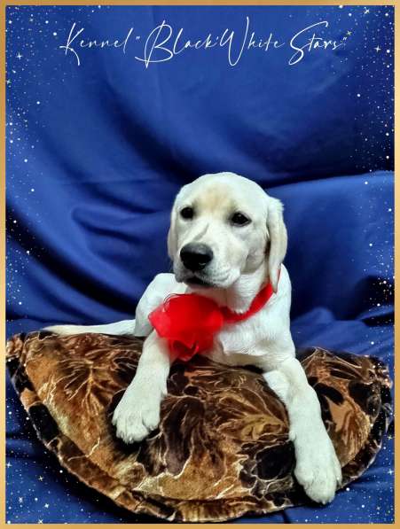 High quality Labrador Retriever puppies в фото 31