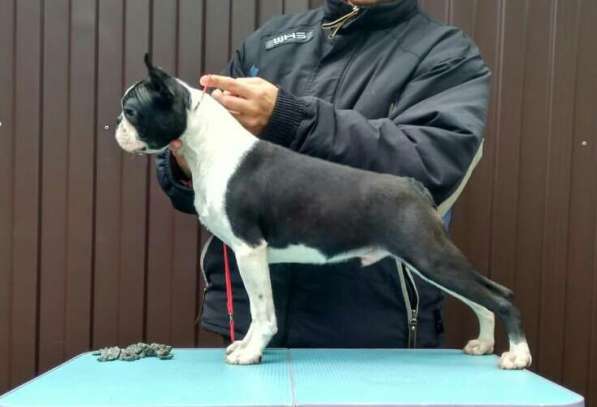 Бостон Терьер