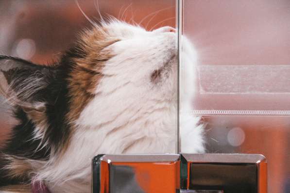 Зоогостиница BookingCat Люберцы/Жулебино в Люберцы фото 21