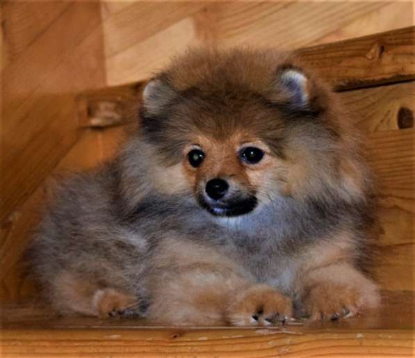 Очаровашка в Одинцово фото 5