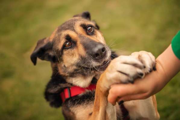 Ласка - дружелюбная, совершенно неконфликтная мудрая собака в Москве фото 12