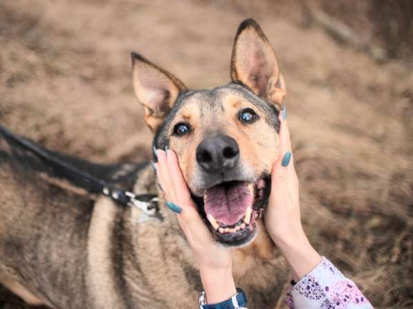 Большой добрый Борман ищет семью