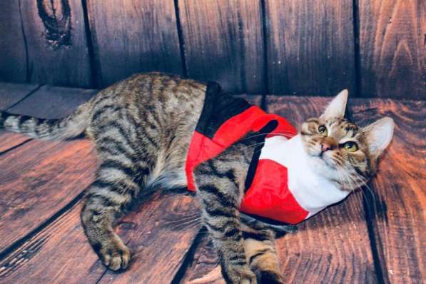 Кошечка в дар в Москве фото 3