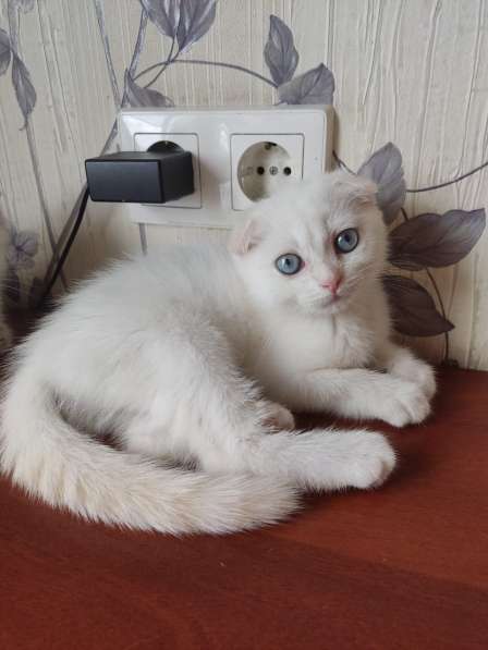 Шотландские котята в Краснодаре фото 6