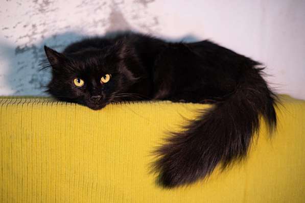 Ваша домашняя драгоценность, молодой черный котик Агат в дар в Москве фото 3