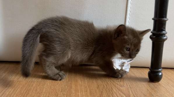 Бурманская девочка в Санкт-Петербурге фото 10