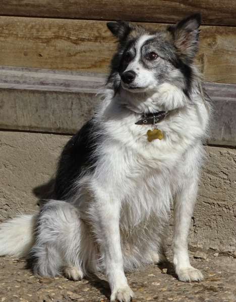 Очень ищет свою семью Ластик в Москве фото 9