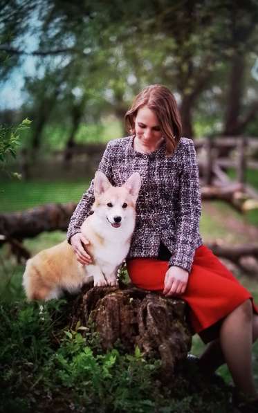 Щенки вельш корги пемброк в Санкт-Петербурге фото 7