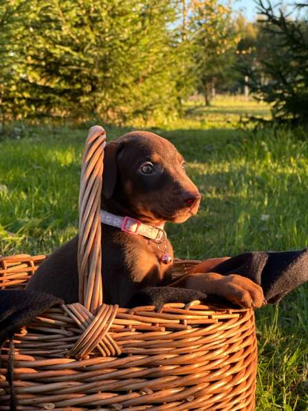 Щенки добермана в Вологде фото 5
