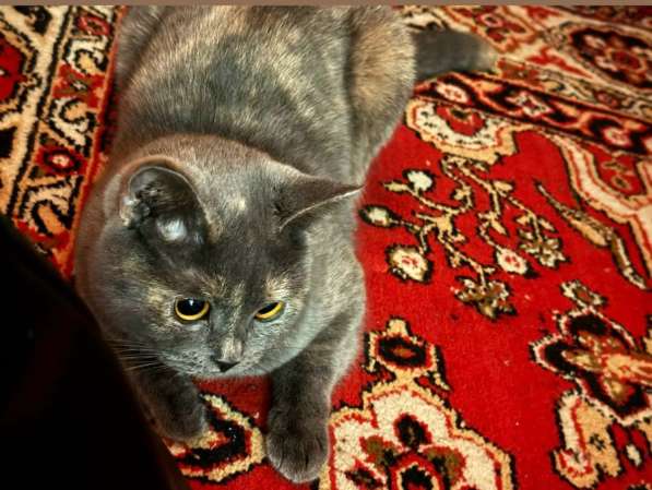 Отдам даром домашнюю кошку