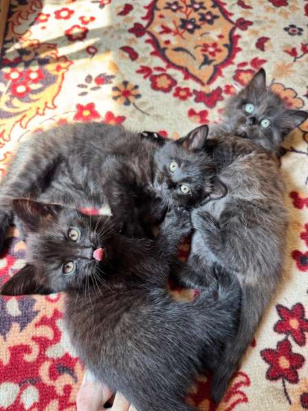 Котята бесплатно