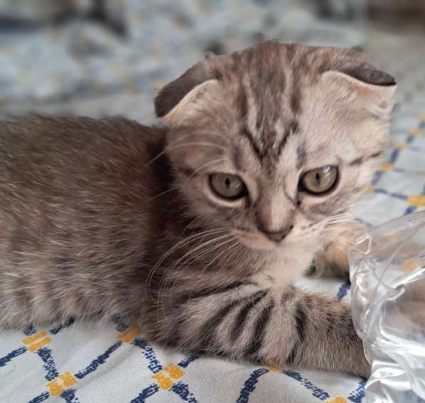 Продаются шотландские котята в фото 4