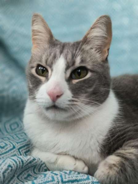 Маркиз в поиске дома в Москве фото 4