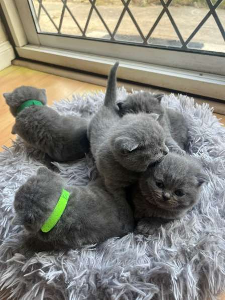? Продаются котята British Shorthair – Лондон ?? в фото 4