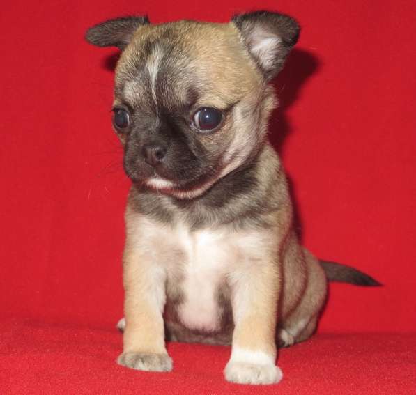 Чихуа девочка гш в Санкт-Петербурге фото 4