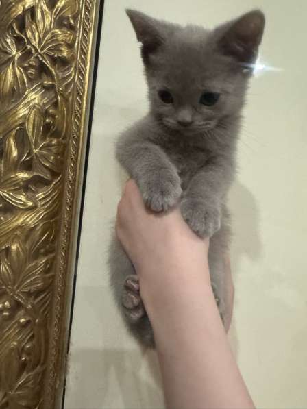 Британские котята в Москве фото 3