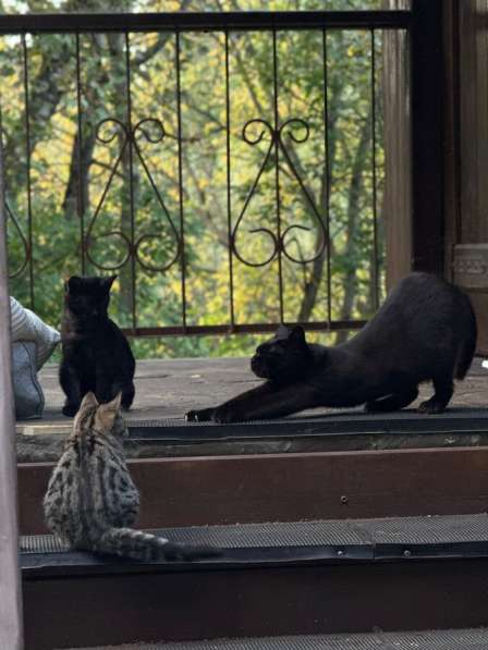 Ищут дом 2 чудесных котенка в Москве фото 5