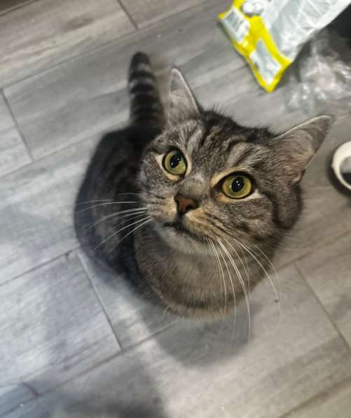 ⭐️Кошка породистая в добрые руки ⭐️ в Москве фото 8