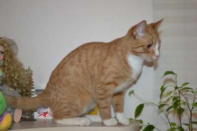 Отдам даром Красавчик Филя ищет дом в Санкт-Петербурге фото 3