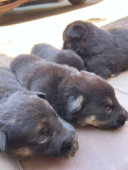 Бронь на немецких овчарок) в фото 5