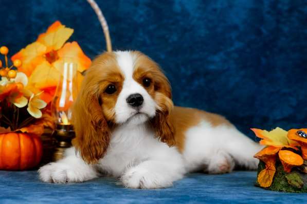 Кавалер Кинг Чарльз спаниель -щенок