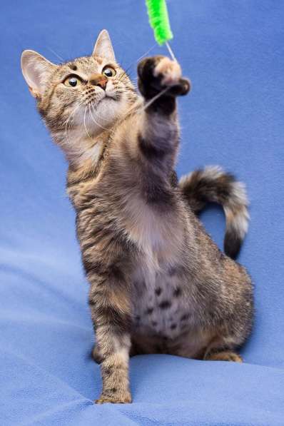 Очаровательная полосатая кошечка Джуля в добрые руки в Москве фото 4
