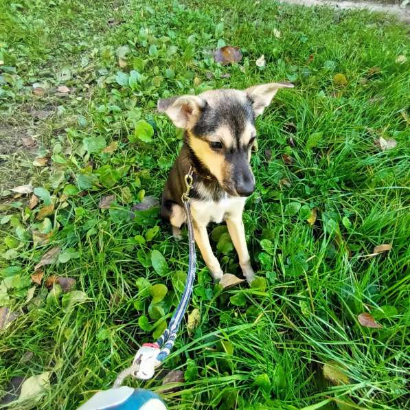 Домашний щенок от небольшой собачки в Санкт-Петербурге фото 5