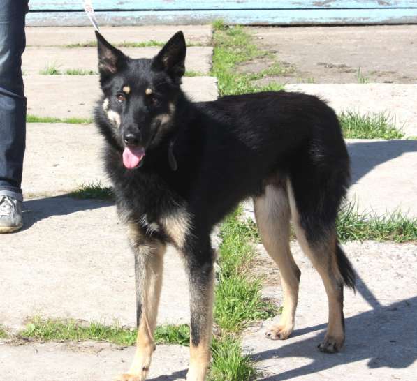 Красавчик Лимончик ищет дом и любимую семью