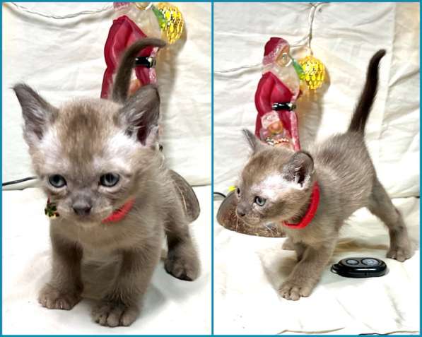 Котята европейской бурмы в Москве фото 7