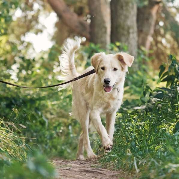 Ищет дом чудесный пес Арни в Москве фото 5