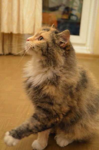 Отдам даром Ищет дом замечательная Фея в Санкт-Петербурге